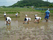 田植え