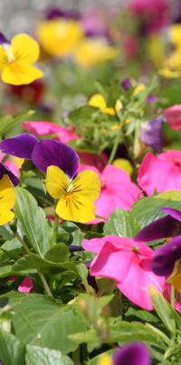 沖縄市立美原小学校の花壇