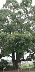 校内の楠の大木